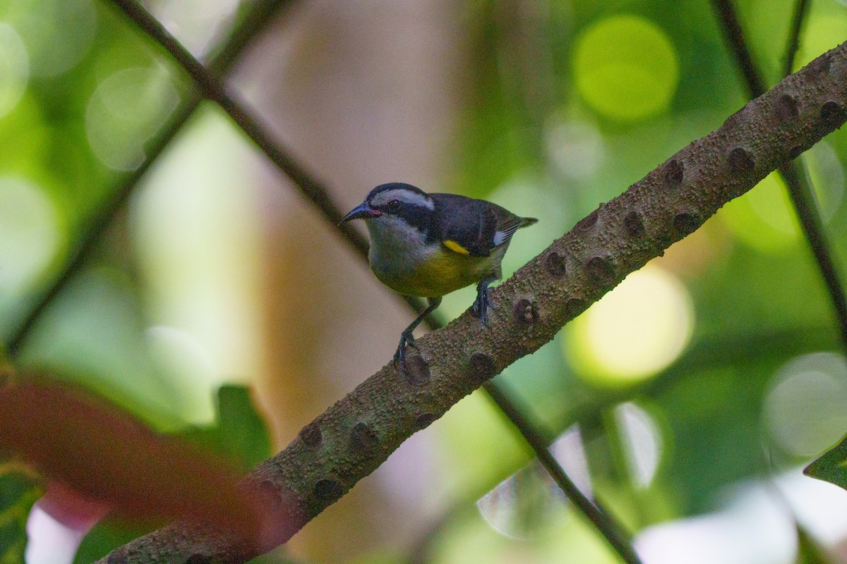 Bananaquit - ML644861679