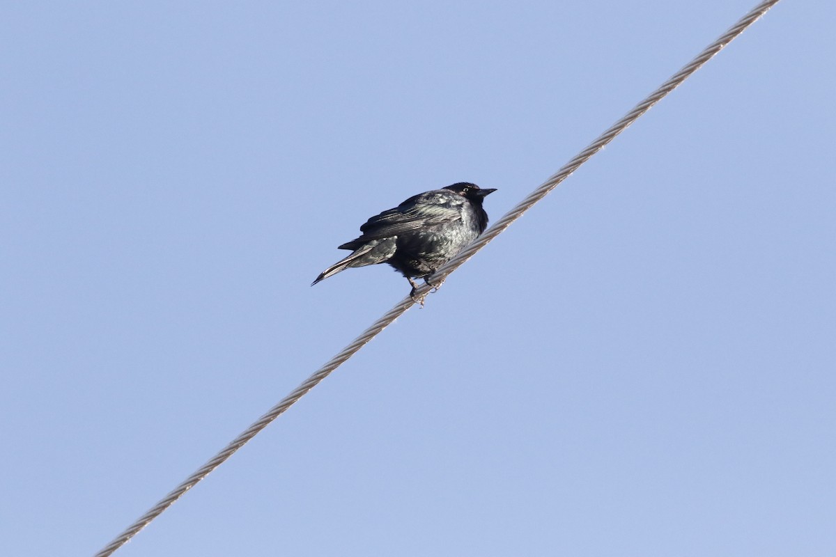 Brewer's Blackbird - ML644861682