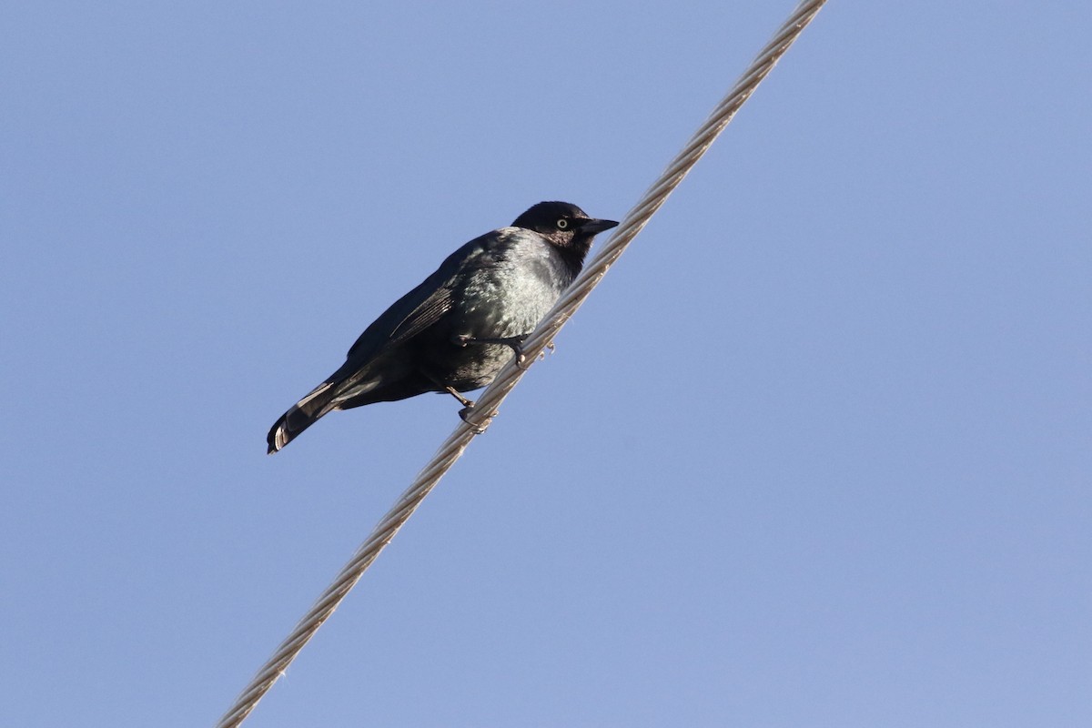 Brewer's Blackbird - ML644861683
