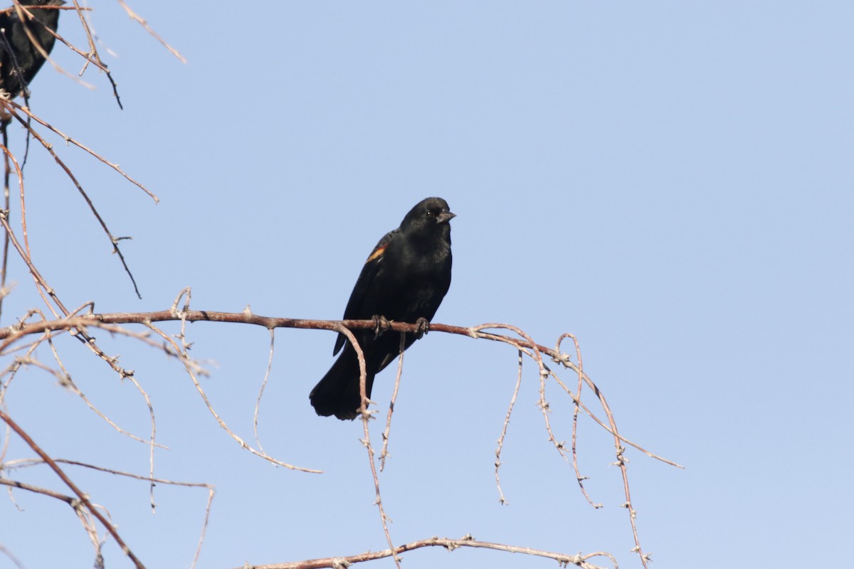 Red-winged Blackbird - ML644861685