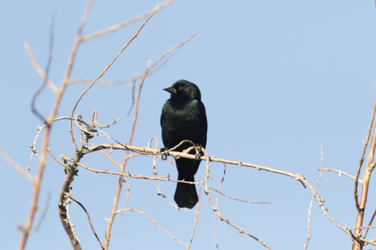 Red-winged Blackbird - ML644861686
