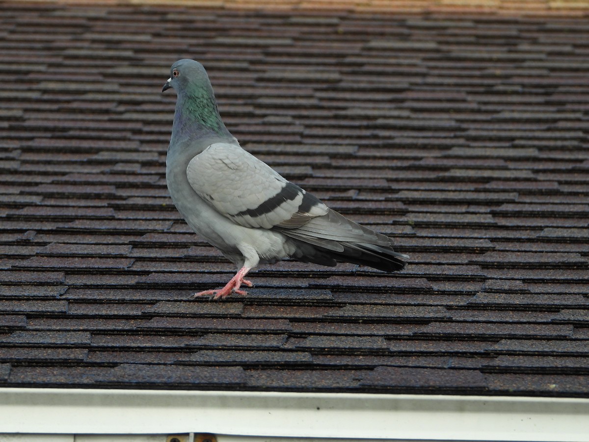 Rock Pigeon (Feral Pigeon) - ML644861710