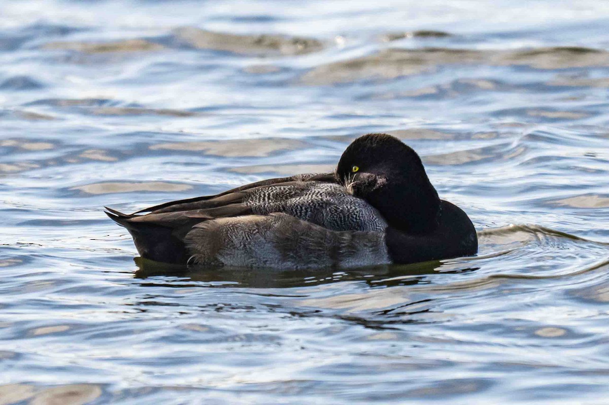 Bergente - ML644861711