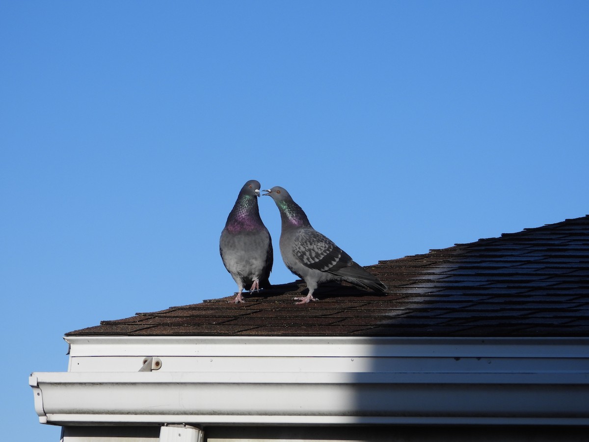 Rock Pigeon (Feral Pigeon) - ML644861713