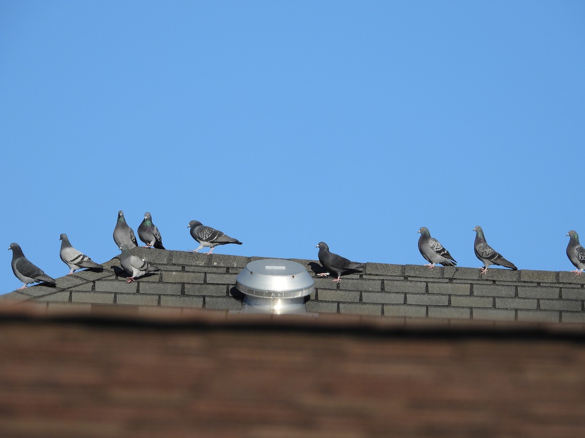 Rock Pigeon (Feral Pigeon) - ML644861718