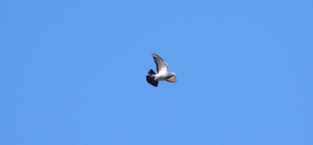 Rock Pigeon (Feral Pigeon) - ML644861725