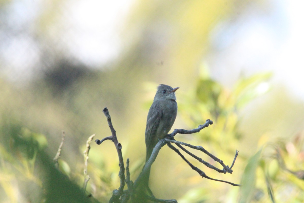 Піві великий - ML644861733