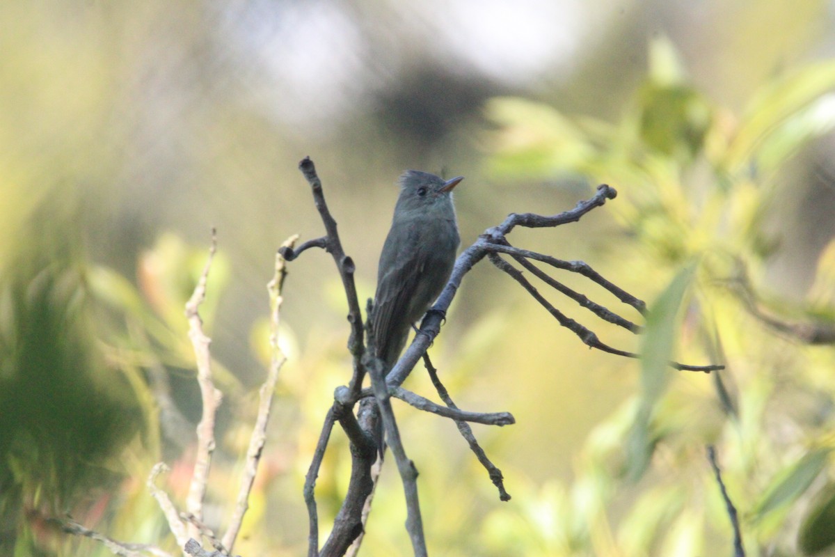 Піві великий - ML644861734