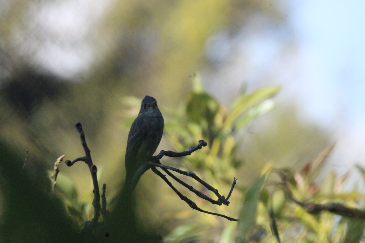 Піві великий - ML644861735