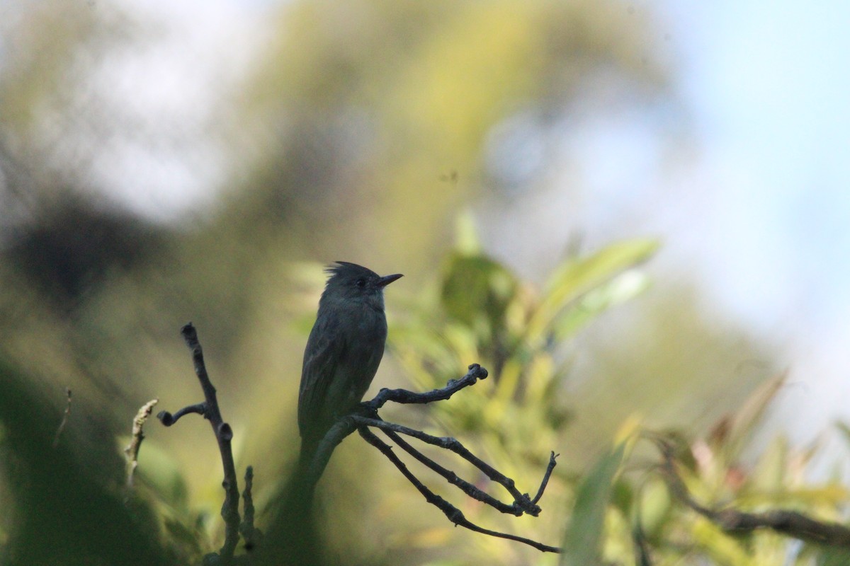 Піві великий - ML644861736