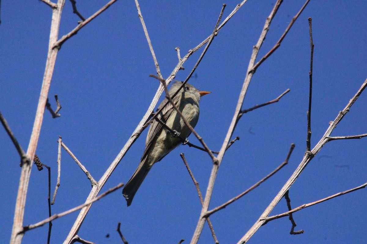Піві великий - ML644861737