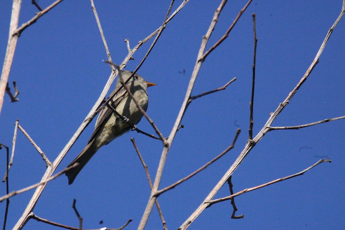 Піві великий - ML644861738