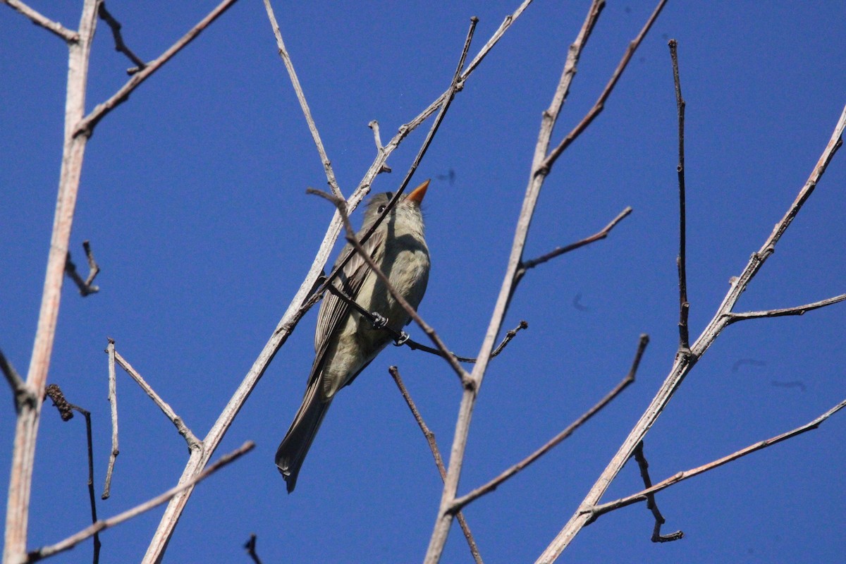 Піві великий - ML644861739