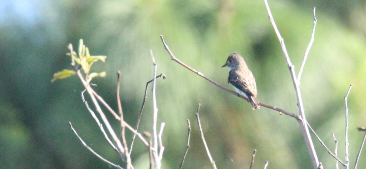 Піві великий - ML644861741