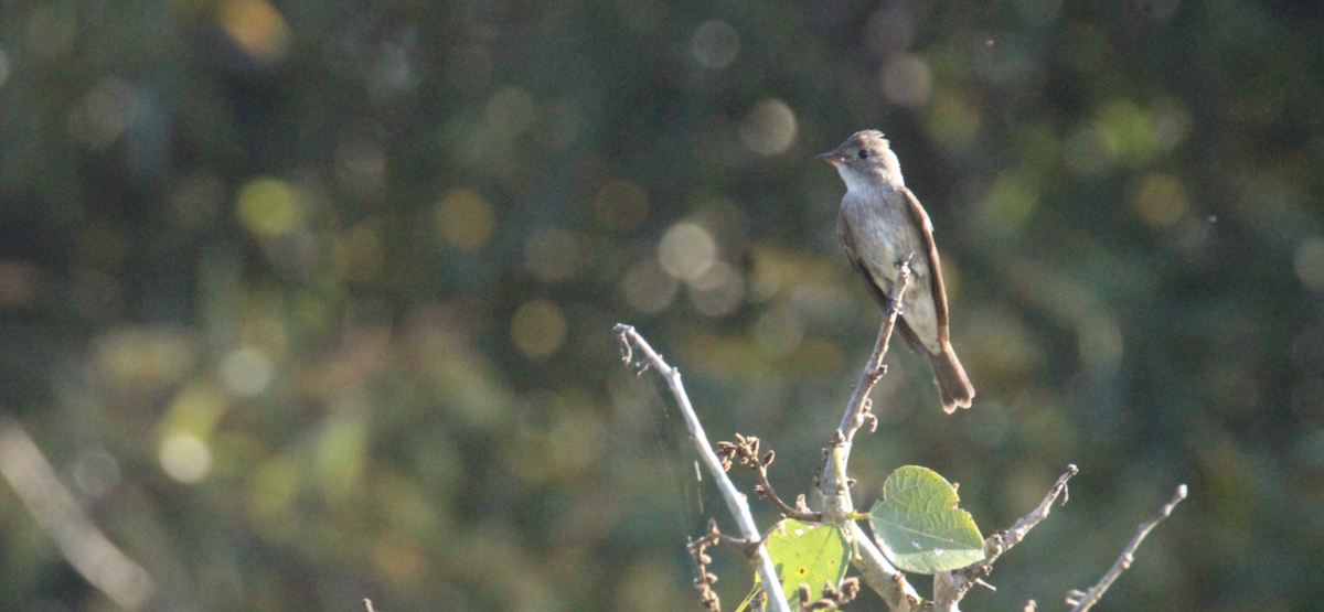 Піві великий - ML644861742