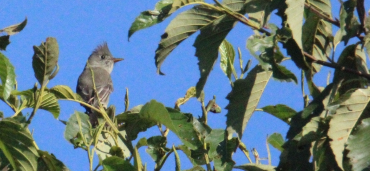 Піві великий - ML644861743