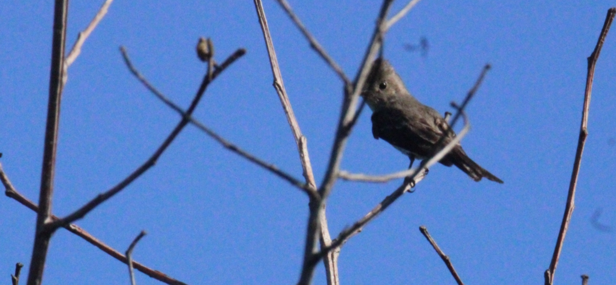 Піві великий - ML644861744