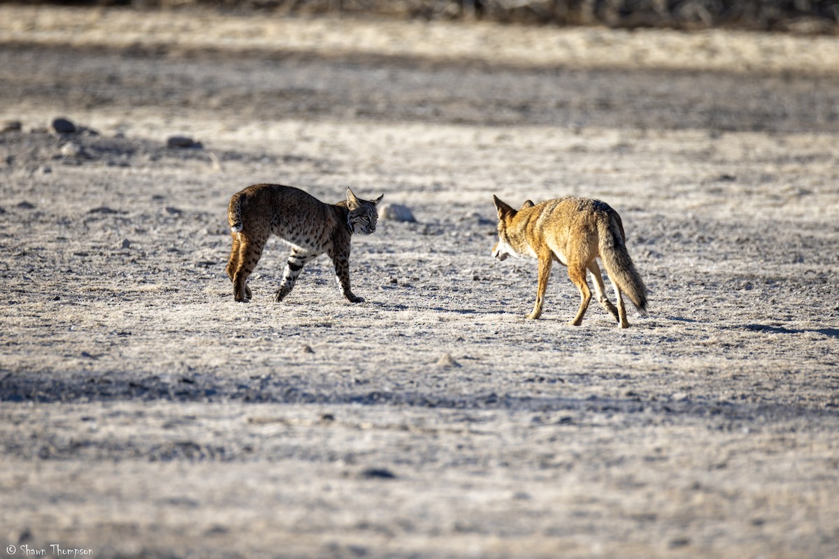 Bobcat - ML644861762