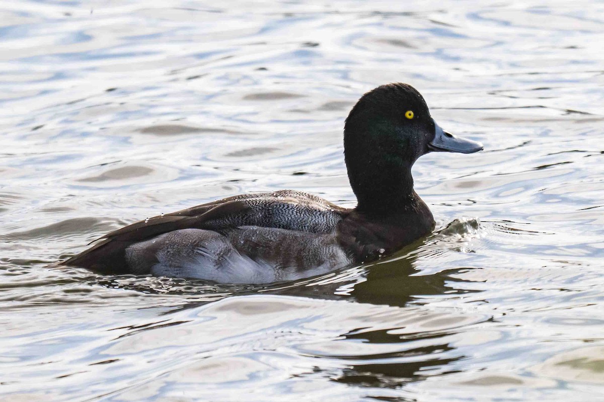 Bergente - ML644861767