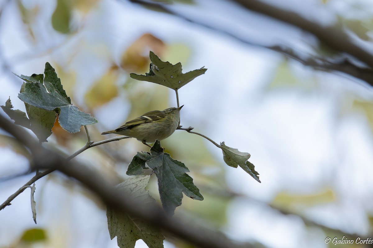 Yellow-browed Warbler - ML644861770