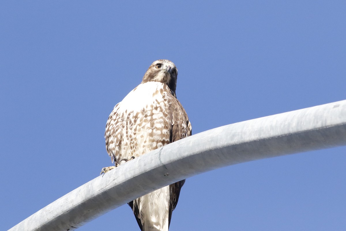 Red-tailed Hawk - ML644861776