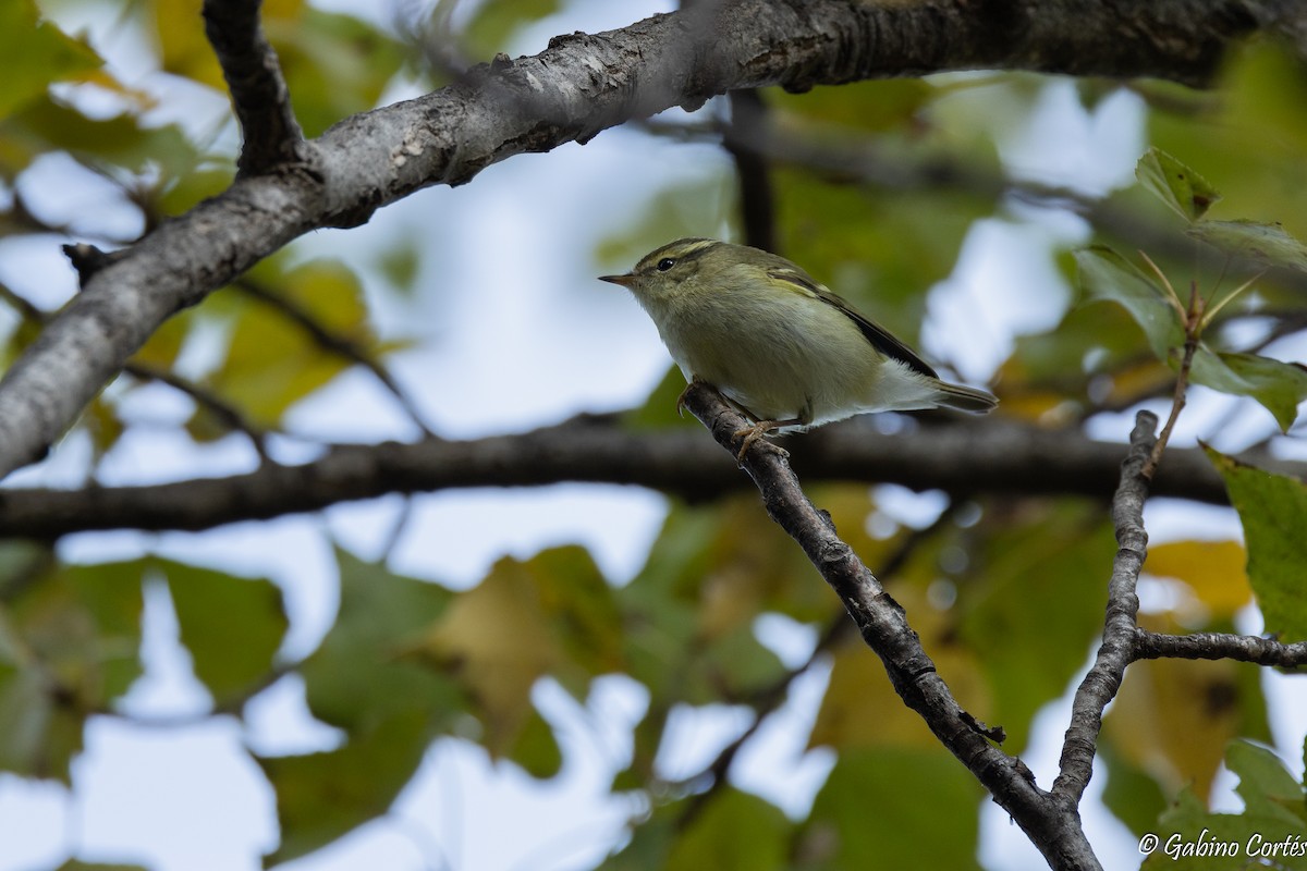 Yellow-browed Warbler - ML644861780