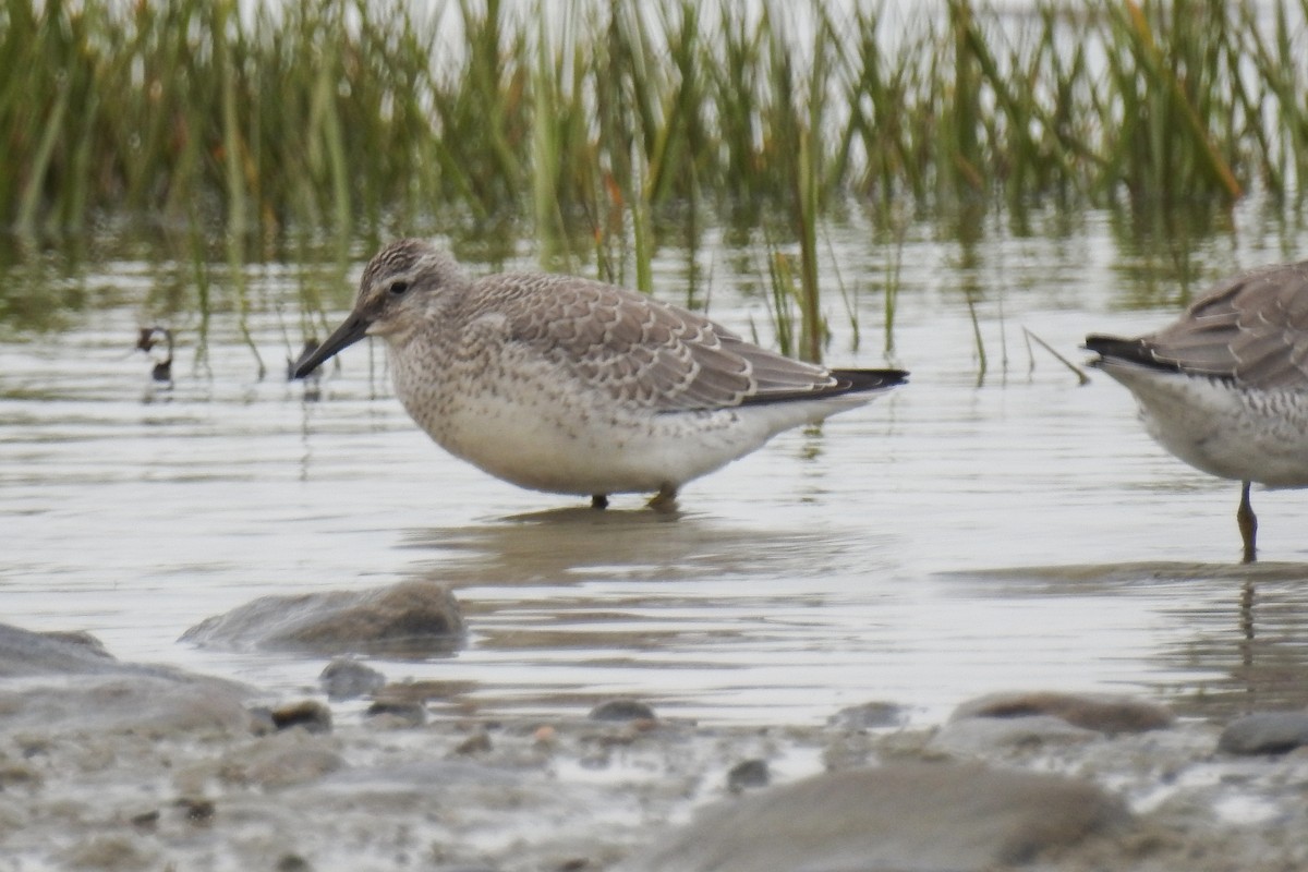 Red Knot - ML644861790