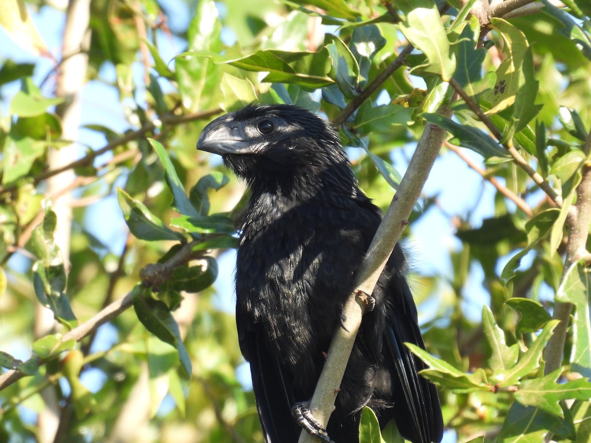 Groove-billed Ani - ML644861799