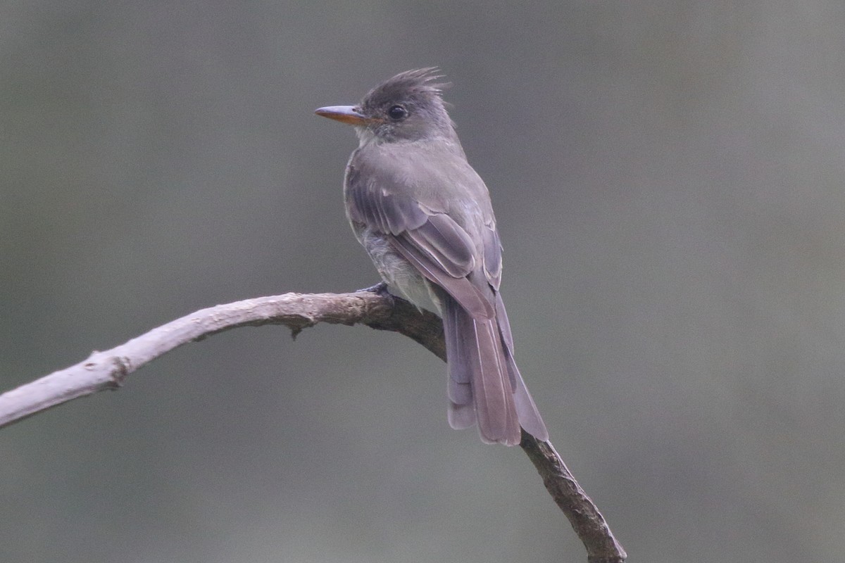 Піві великий - ML644861800