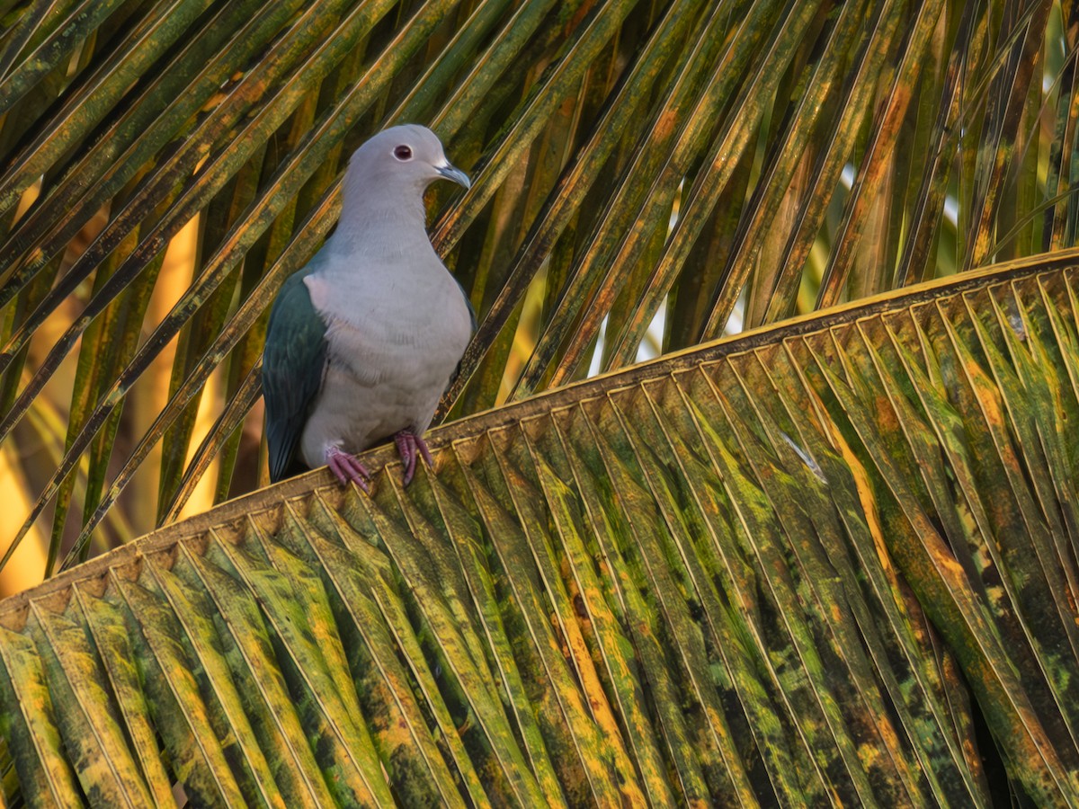 bronsekeiserdue - ML644861801