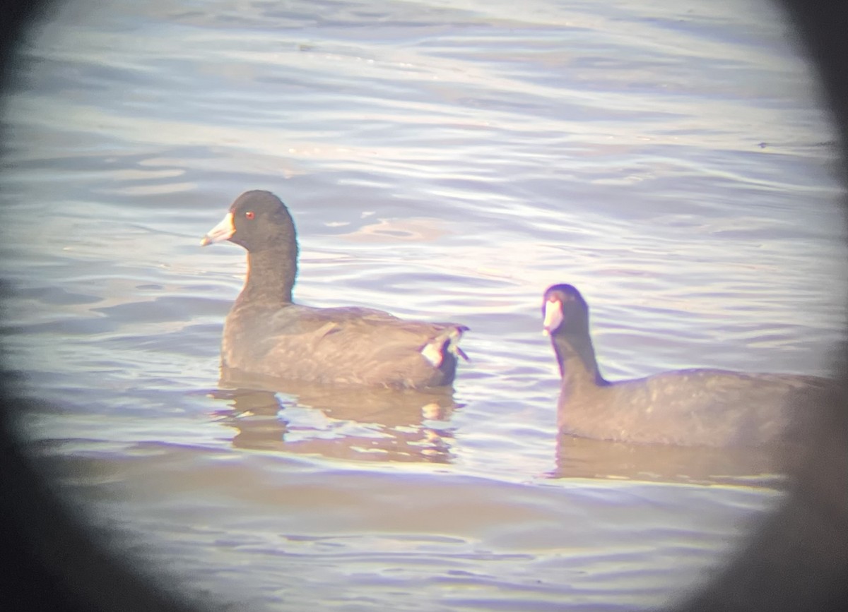 American Coot - ML644861802