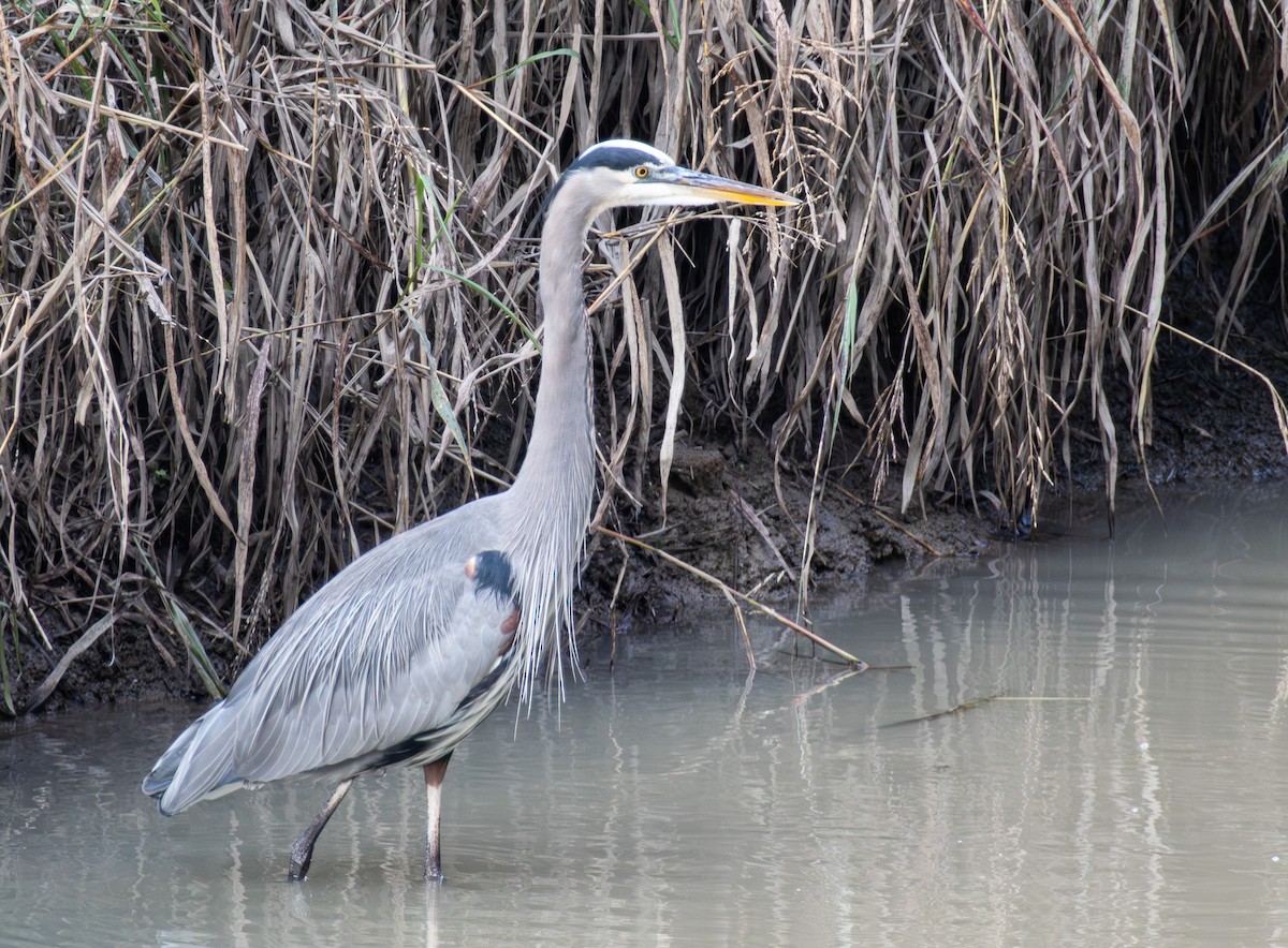 Great Blue Heron - ML644861803