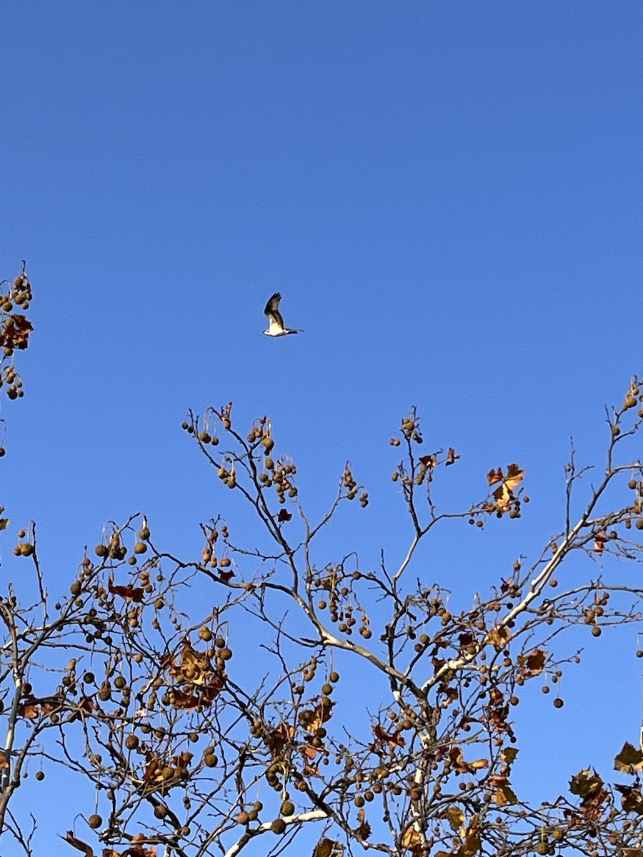 Osprey - ML644861808