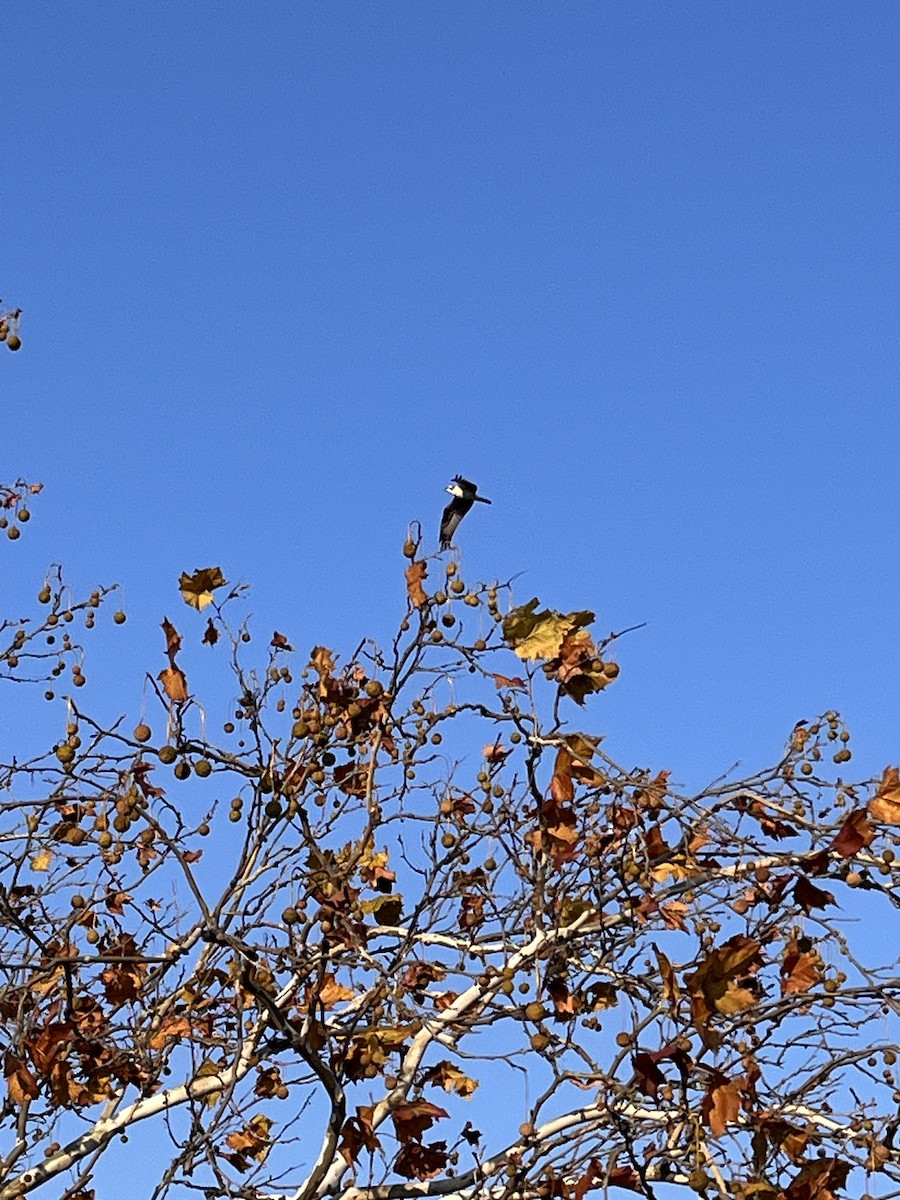 Osprey - ML644861809