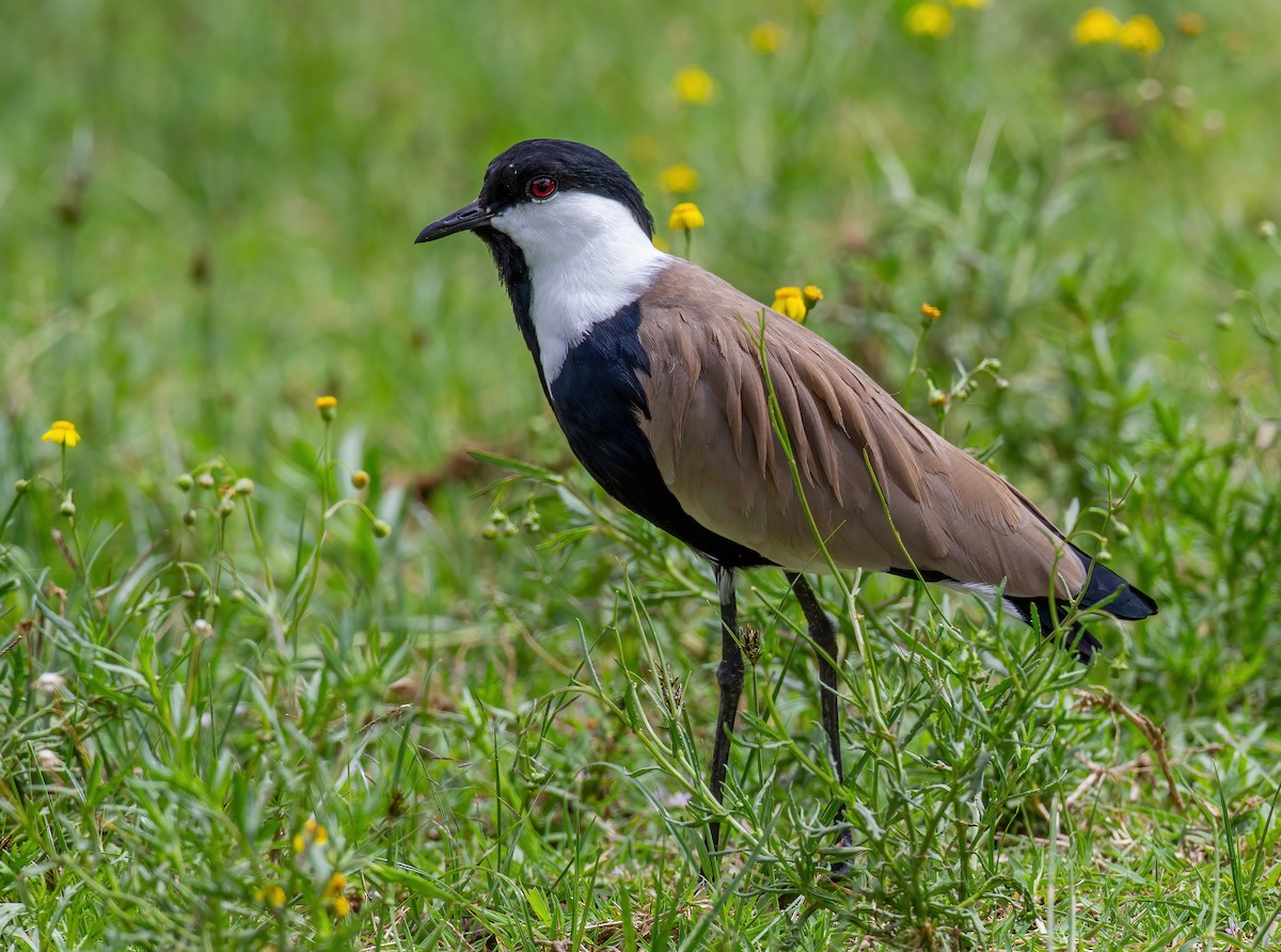 Vanneau à éperons - ML644861815