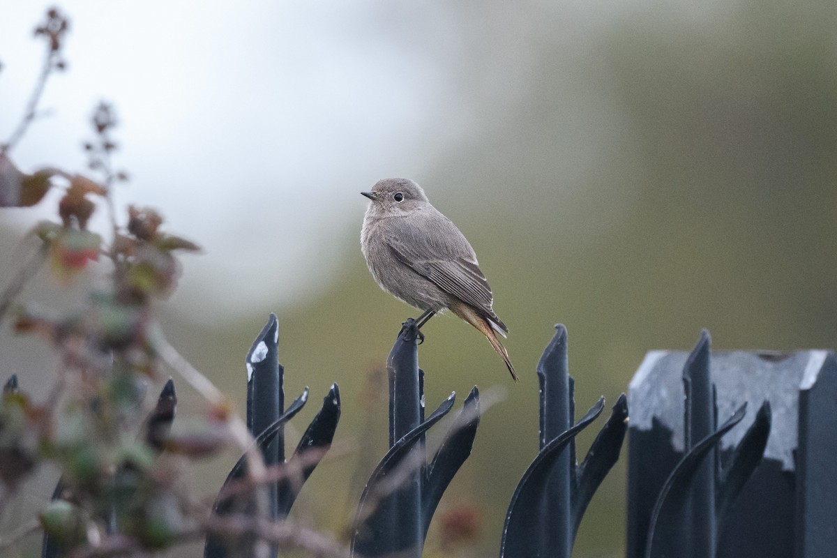 Black Redstart - ML644861832