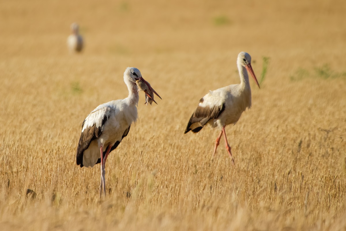 White Stork - ML644861834