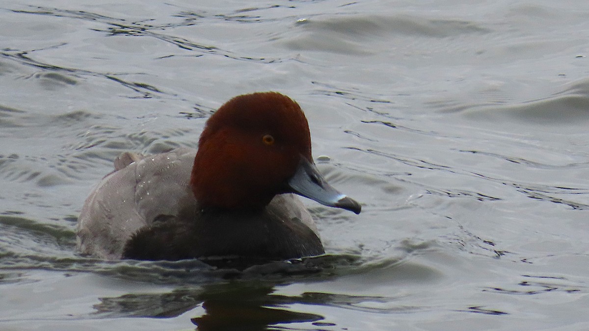 Redhead - ML644861837