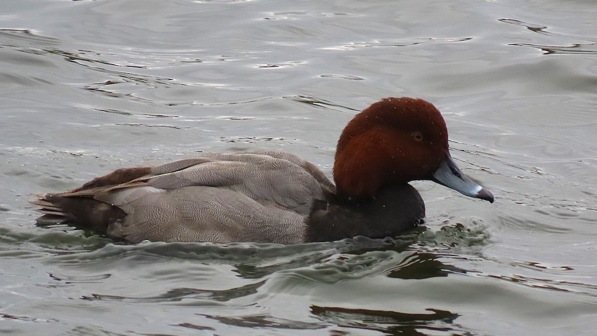 Redhead - ML644861838