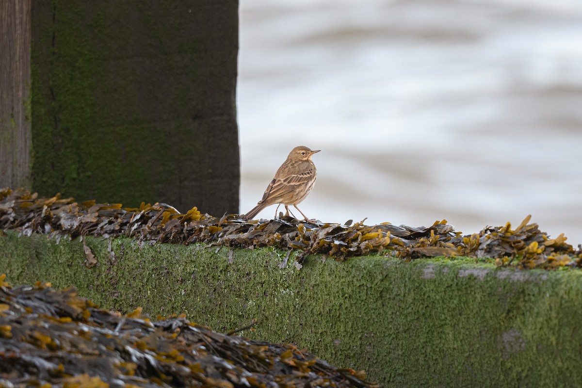 Rock Pipit - ML644861840