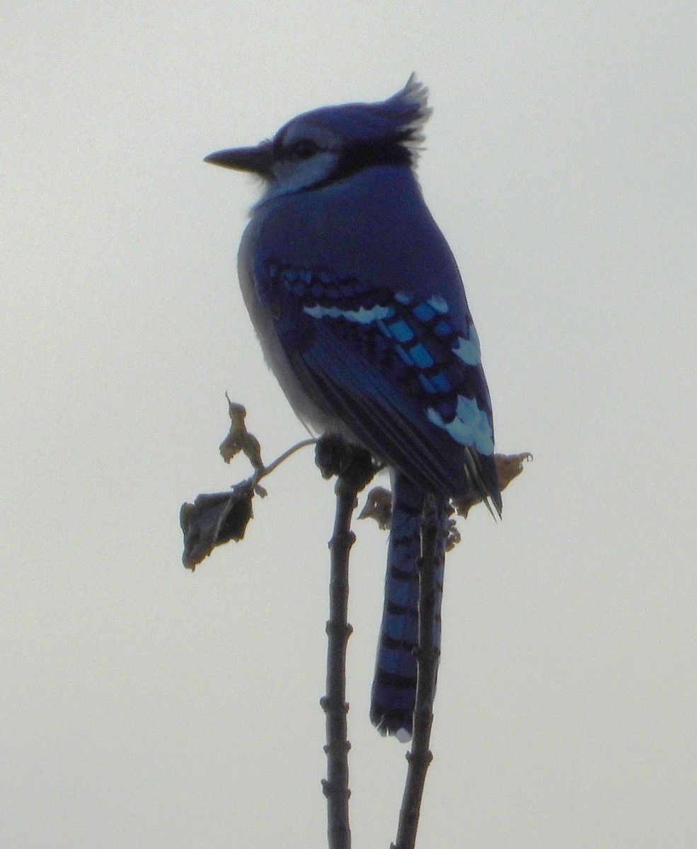 Geai bleu - ML644861842