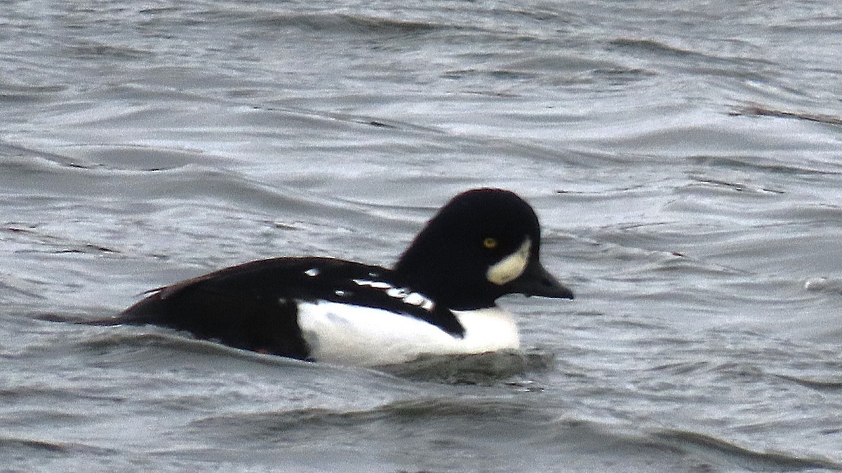 Barrow's Goldeneye - ML644861852