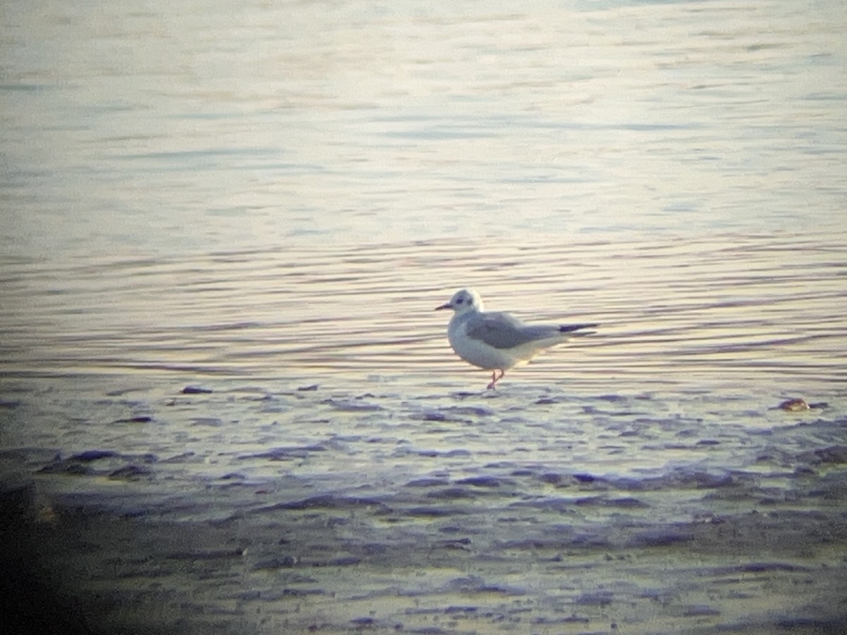 Bonaparte's Gull - ML644861857