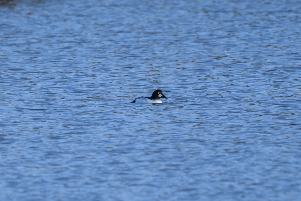 Common Goldeneye - ML644861875