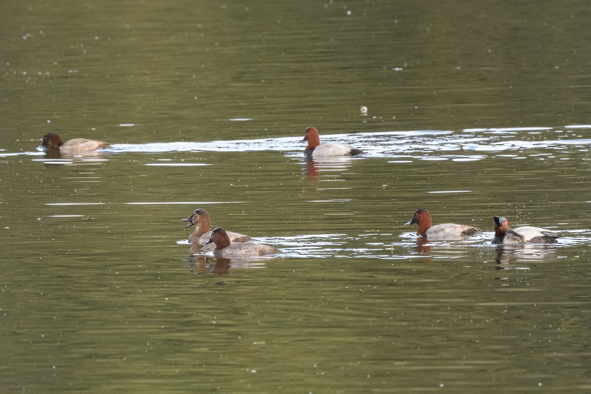 Common Pochard - ML644861889