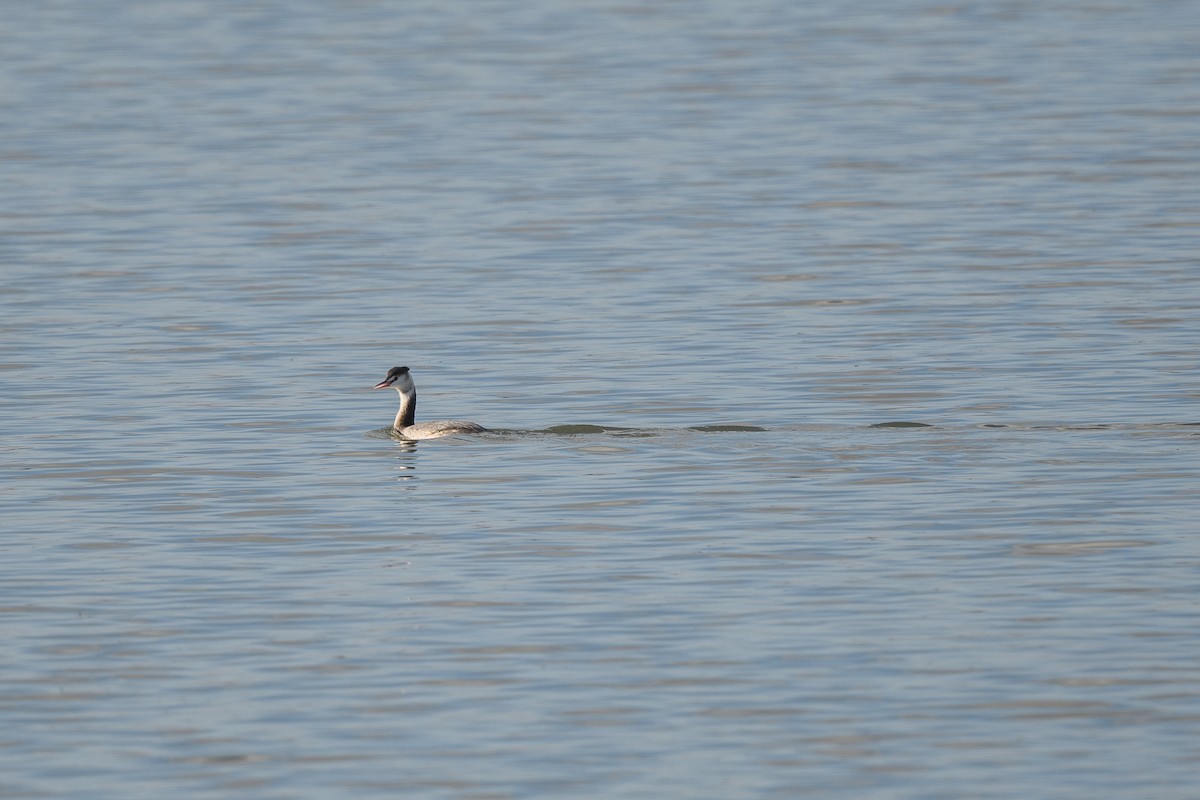 Great Crested Grebe - ML644861892