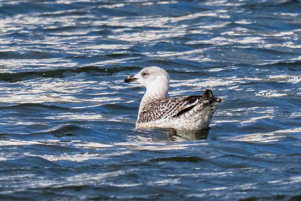 Great Black-backed Gull - ML644861894