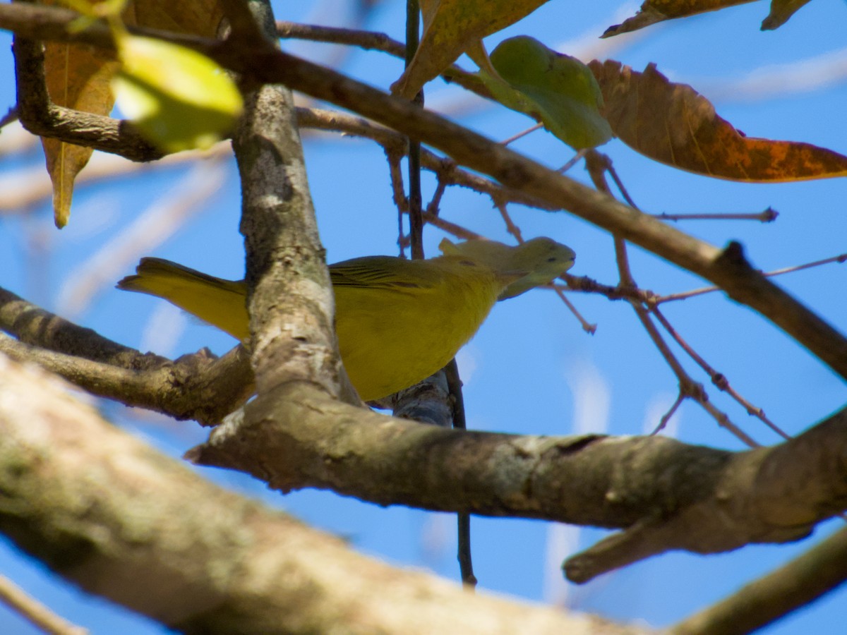 Northern Yellow Warbler - ML644861905