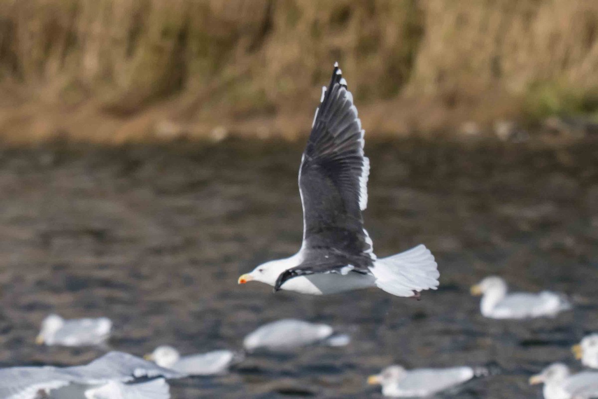 Great Black-backed Gull - ML644861907