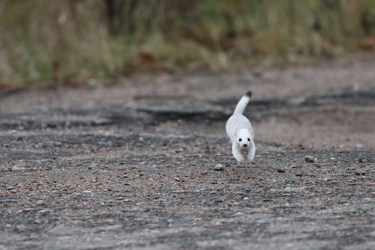 Animals - ML644861911